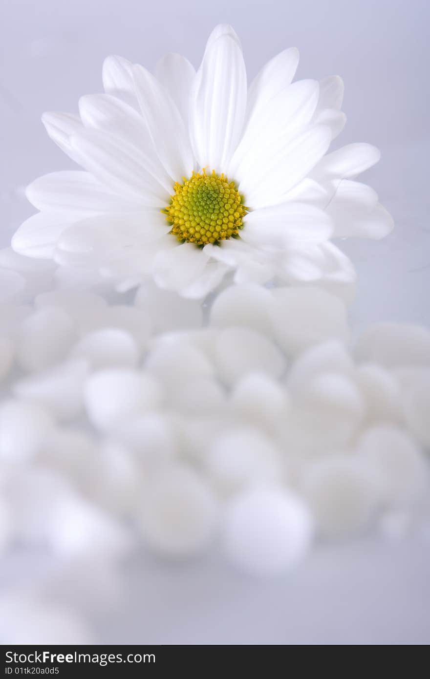 White flower and little stones