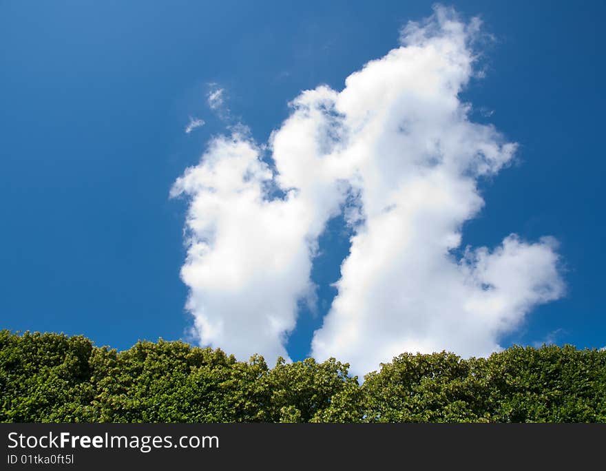 Tree against blue sky