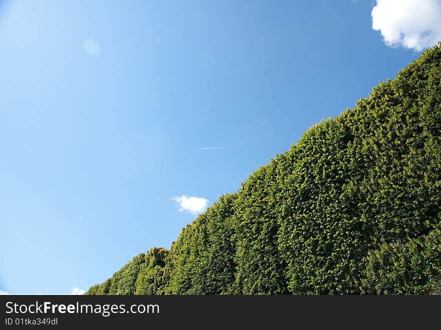 Tree Against Blue Sky