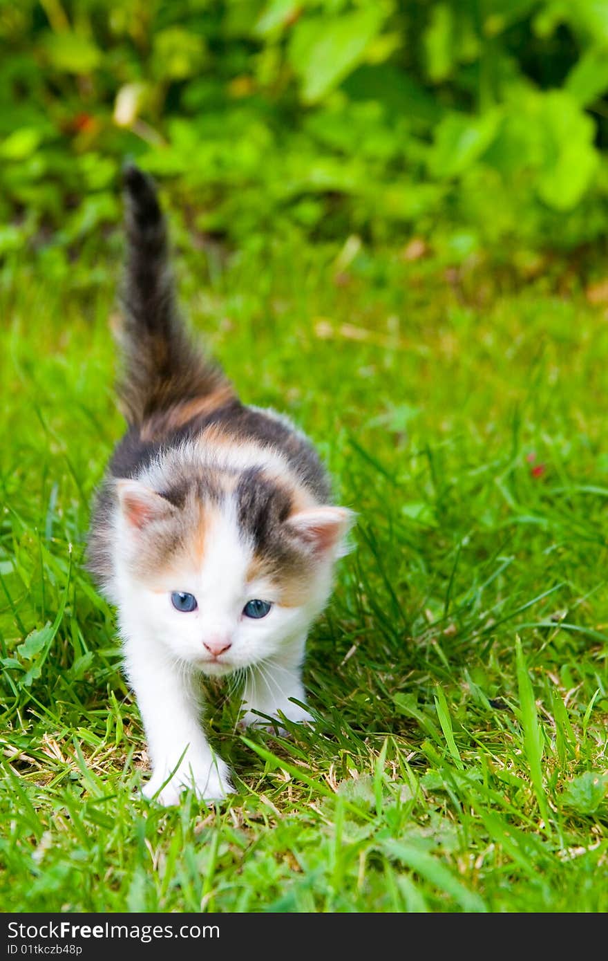 Little kitten on the grass close up