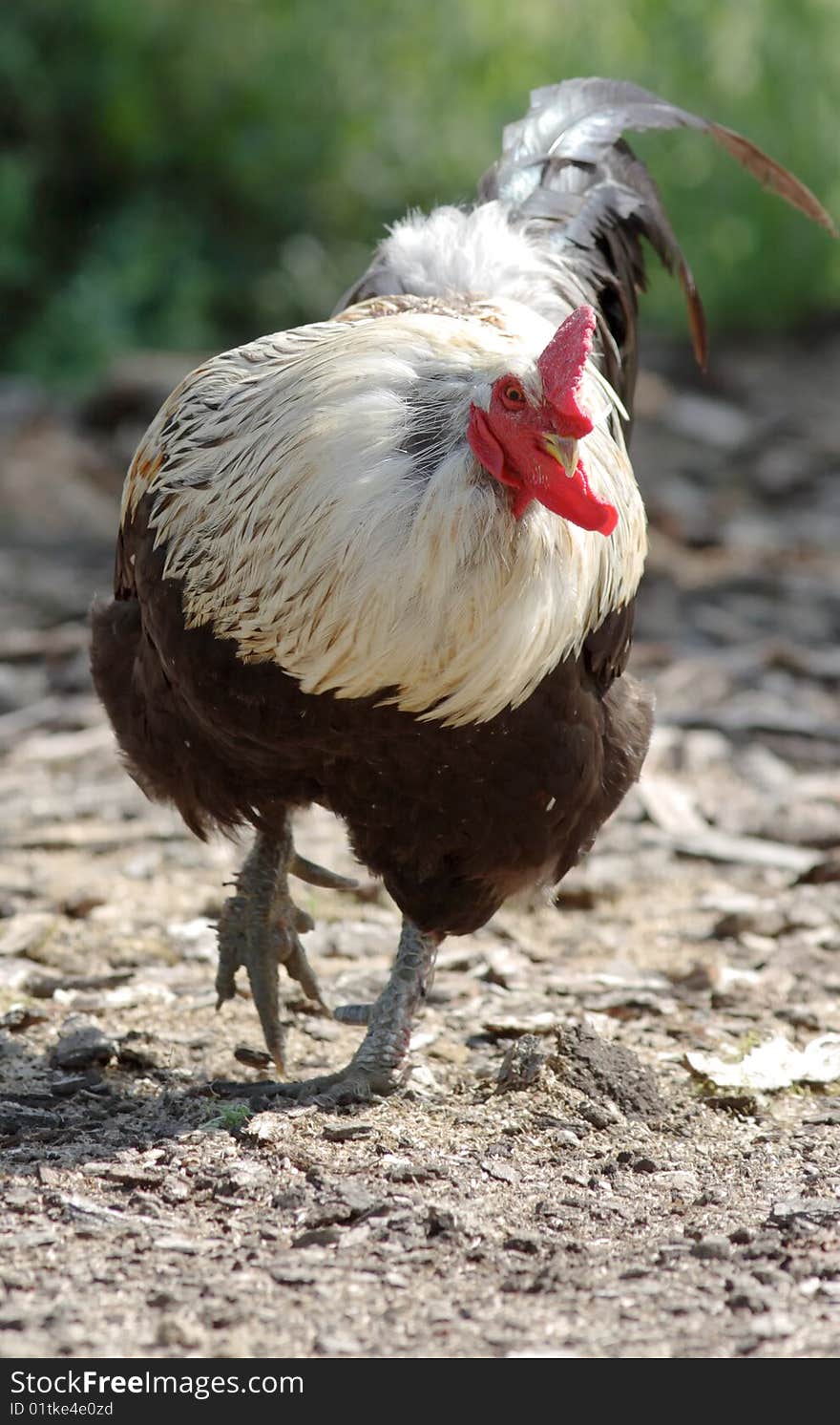 Cockerel.