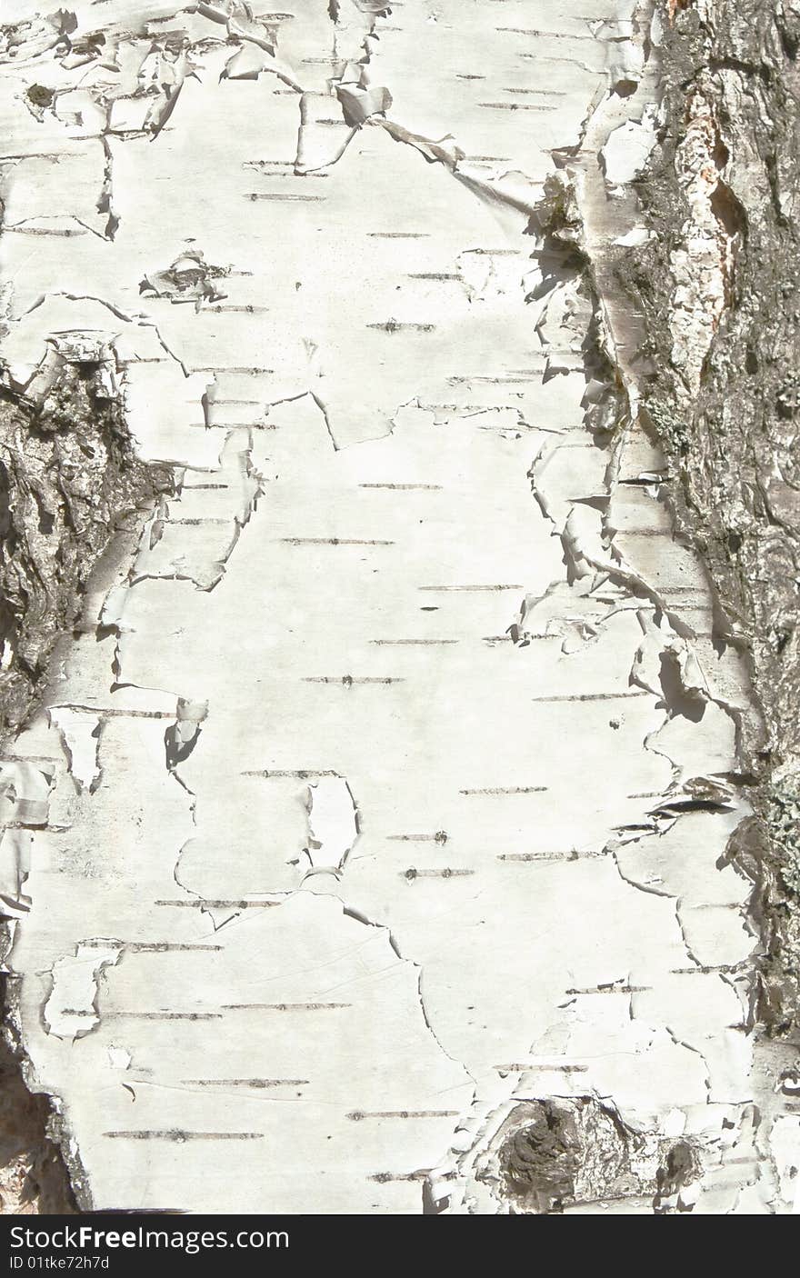 Bark Of Birch