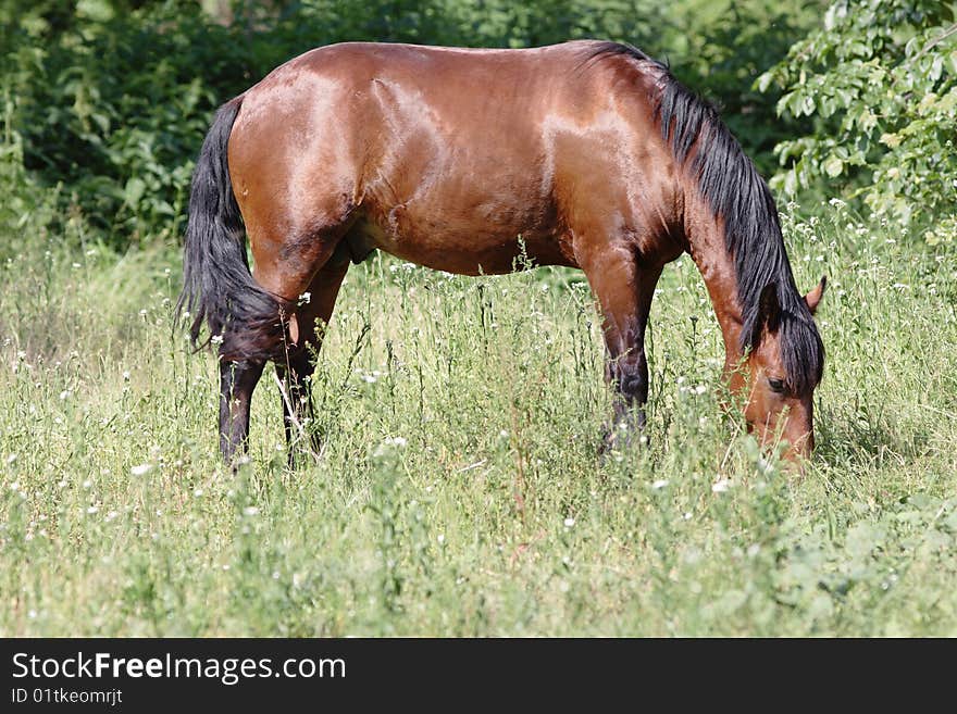 Horse on the pasture. Narrow depth of field. Summer. Horse on the pasture. Narrow depth of field. Summer.