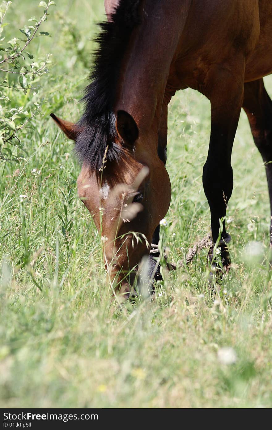 Horse on the pasture. Narrow depth of field. Summer. Horse on the pasture. Narrow depth of field. Summer.