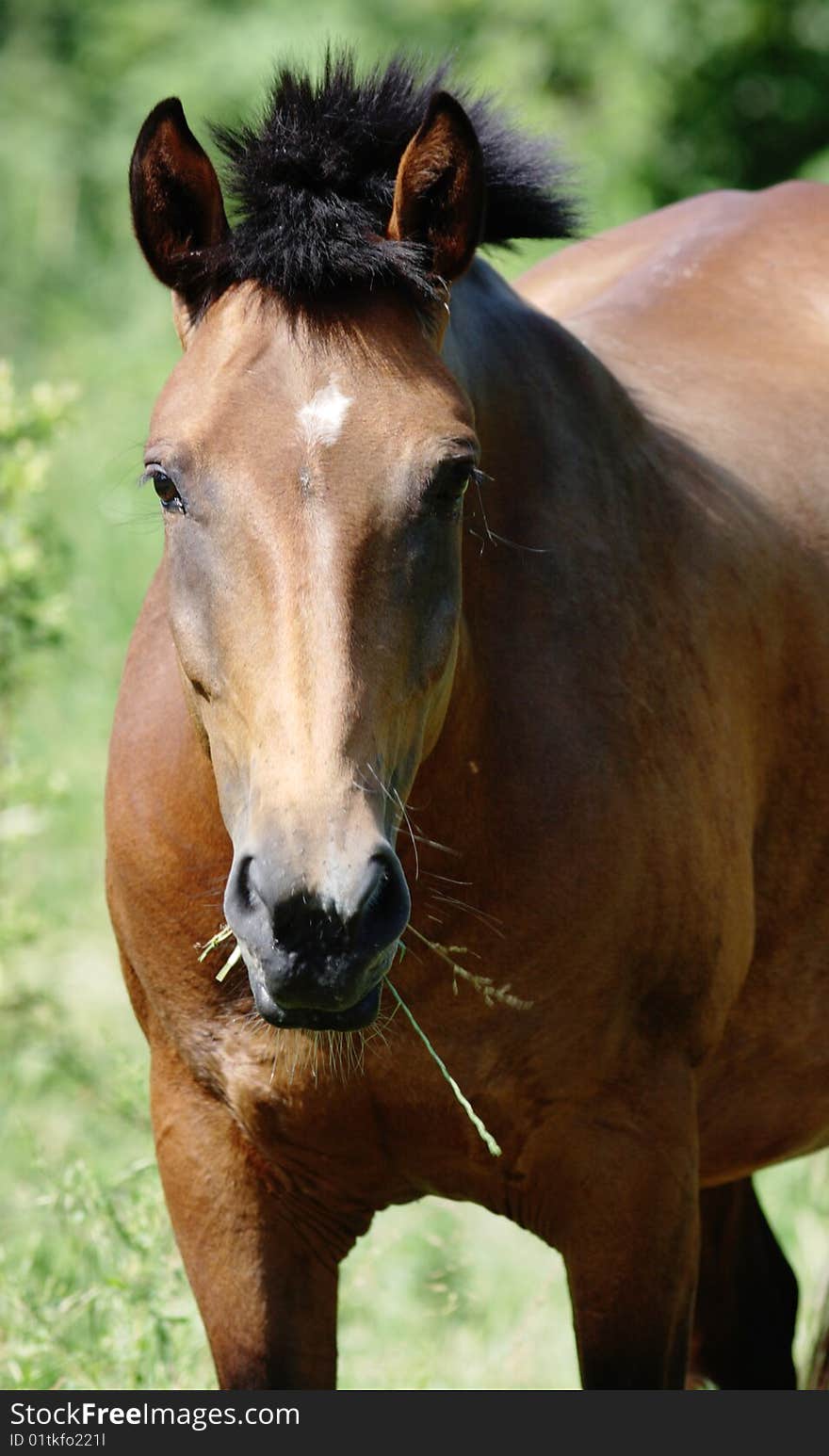 Horse on the pasture. Narrow depth of field. Summer. Horse on the pasture. Narrow depth of field. Summer.