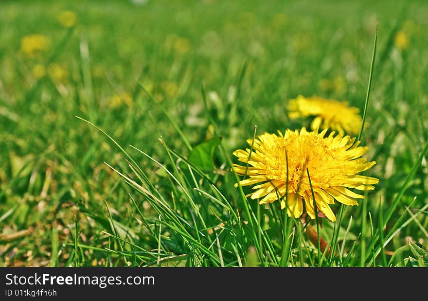 Taraxacum