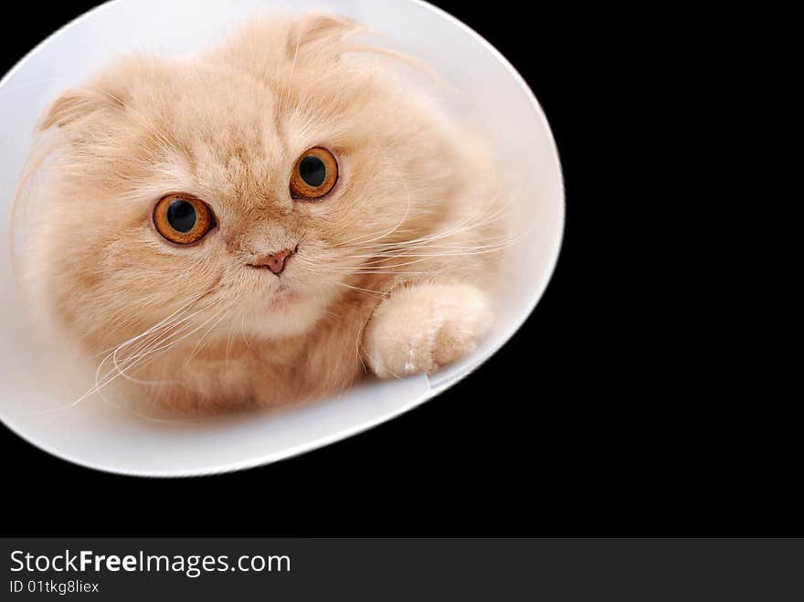 Cat trying to climb through a tunnel with black background. Cat trying to climb through a tunnel with black background