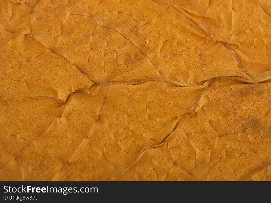 The texture of dry, brown old leaf. The texture of dry, brown old leaf