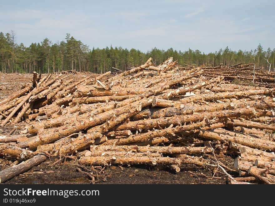 Srublennye trees on a sawmill