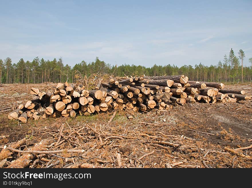 Srublennye trees on a sawmill