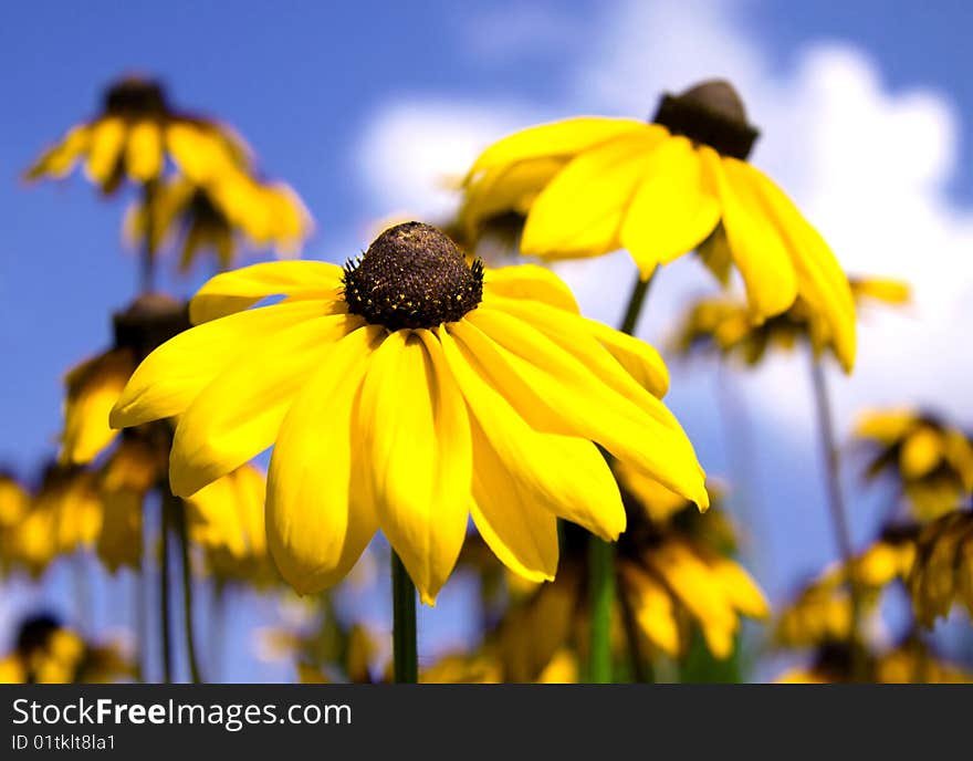 Flowers like golden coins on blue carpet of sky. Flowers like golden coins on blue carpet of sky