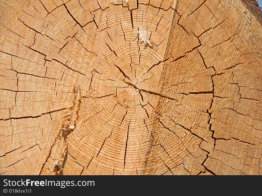 Srublennye trees on a sawmill