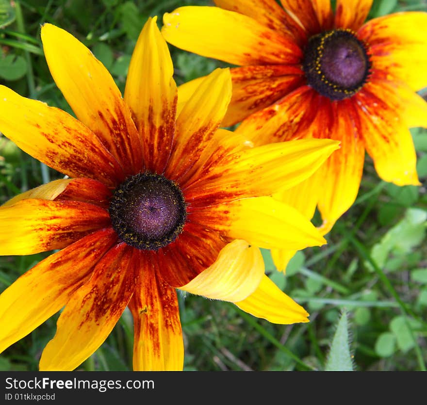 Golden flowers in magic garden