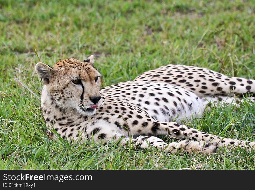 Cheetah resting in Singita Grumeti Reserves, Tanzania. Cheetah resting in Singita Grumeti Reserves, Tanzania.