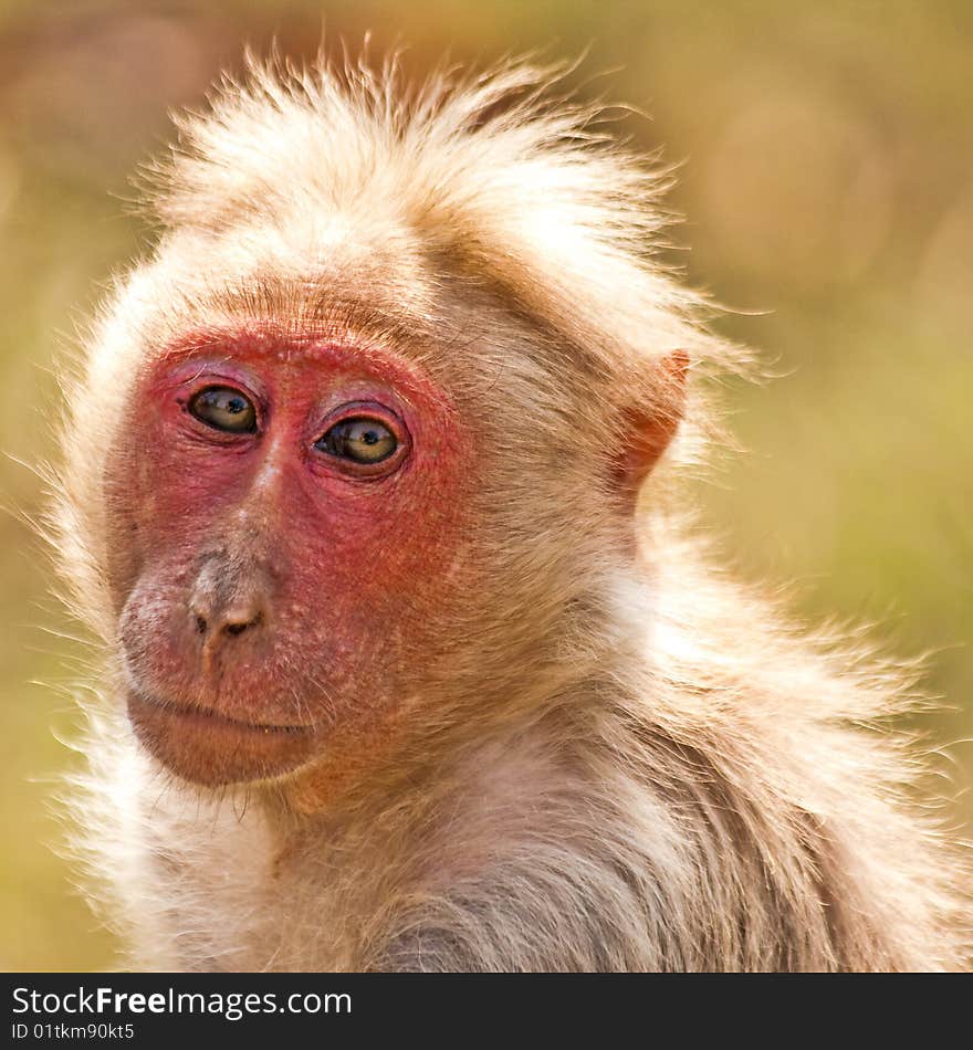 Backlit Bonnet Macaque