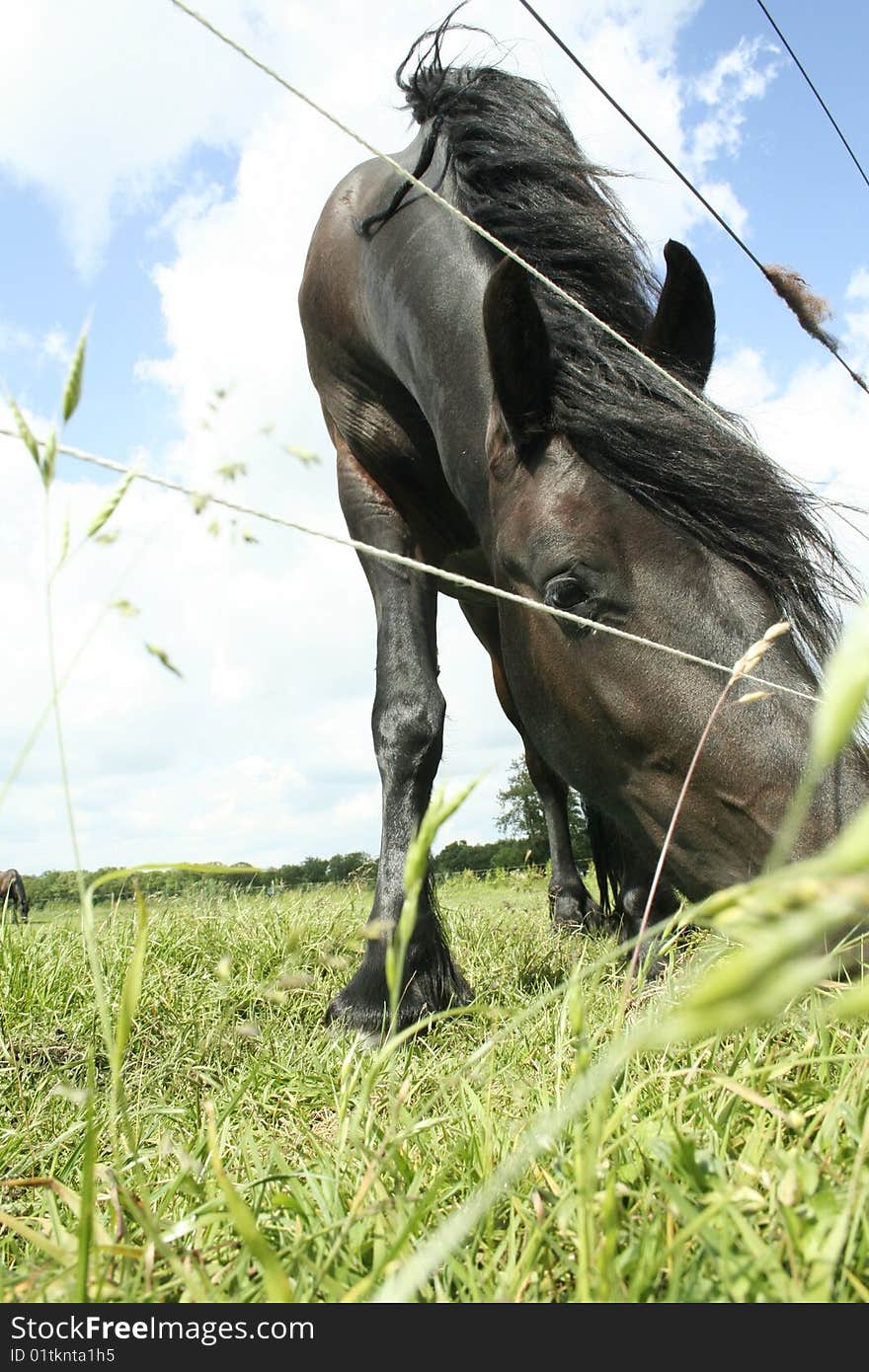 Friesian stallion enjoying the grass. Friesian stallion enjoying the grass.