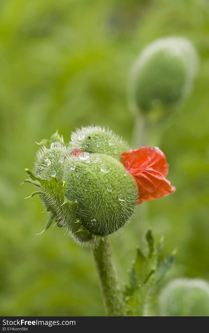 Opening red ornamental poppy bud. Opening red ornamental poppy bud