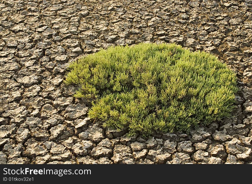 Green bush isolated on mud