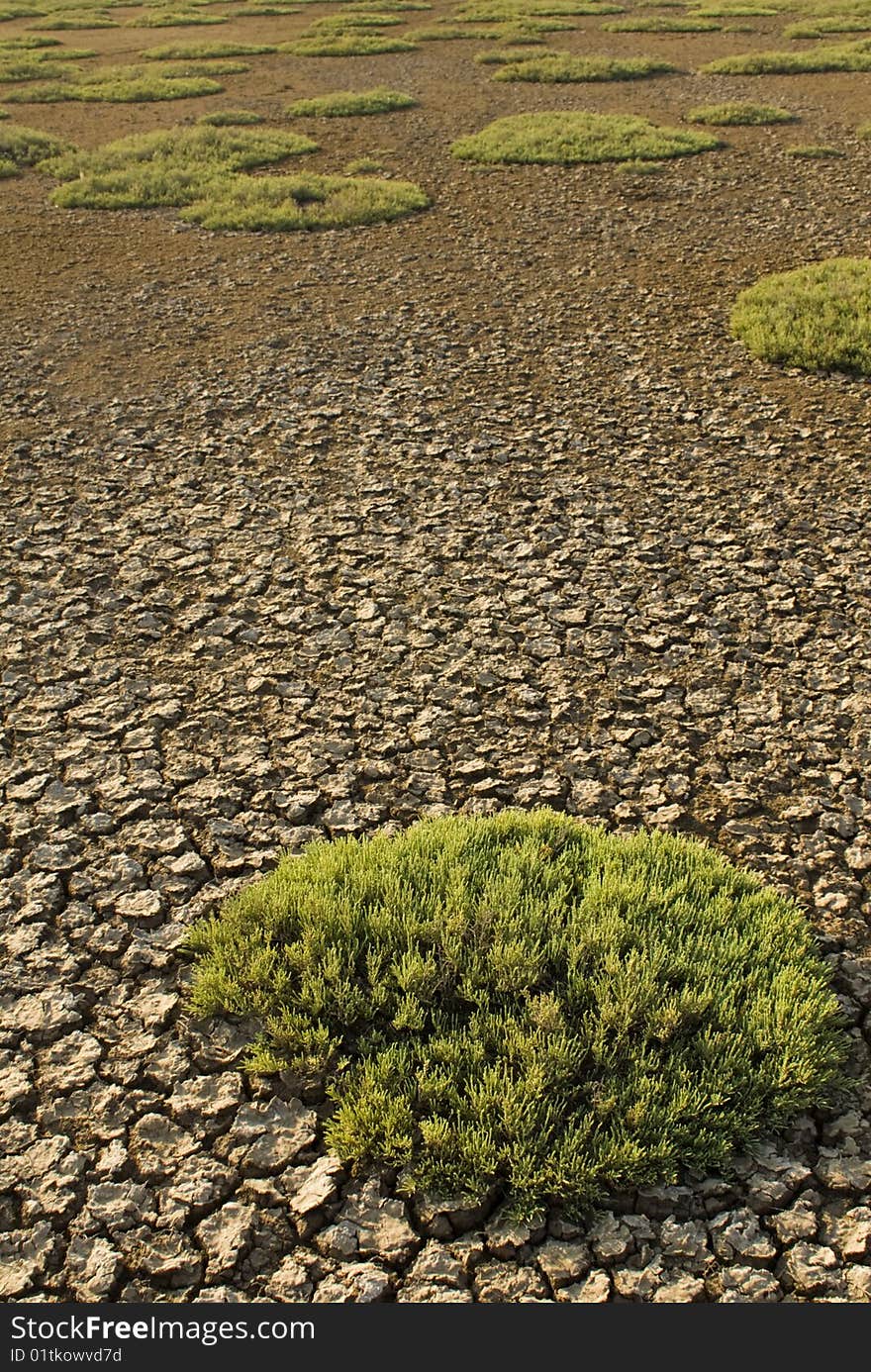 Saline Land In Crimea, Ukraine