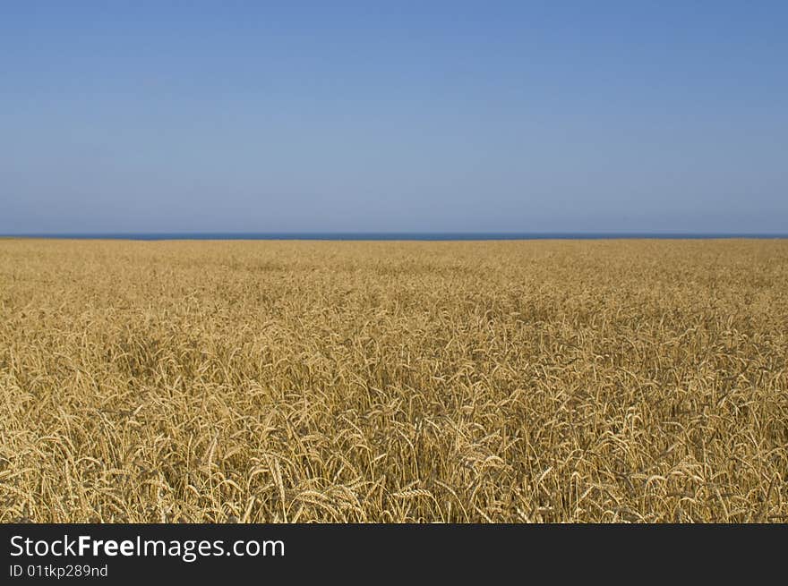 Wheat field in Crimea