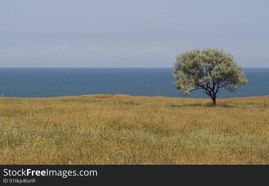 Solitary tree on sea shore