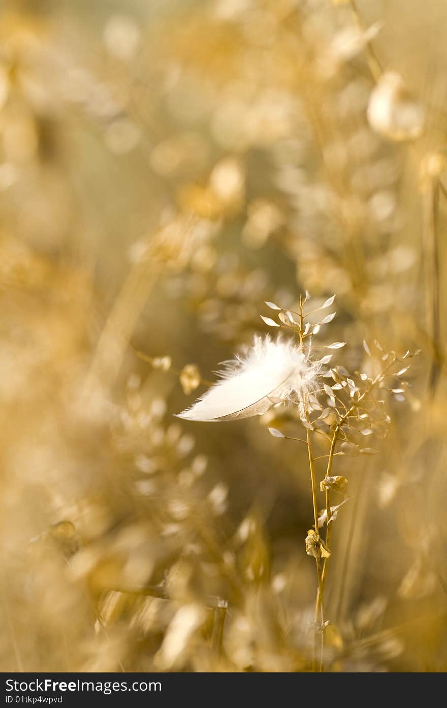 Lost feather in summer steppe