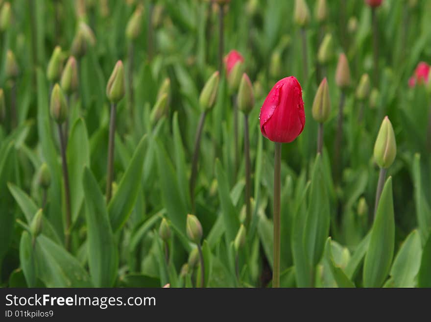 Close-up of budding puple tulip on green background. Close-up of budding puple tulip on green background