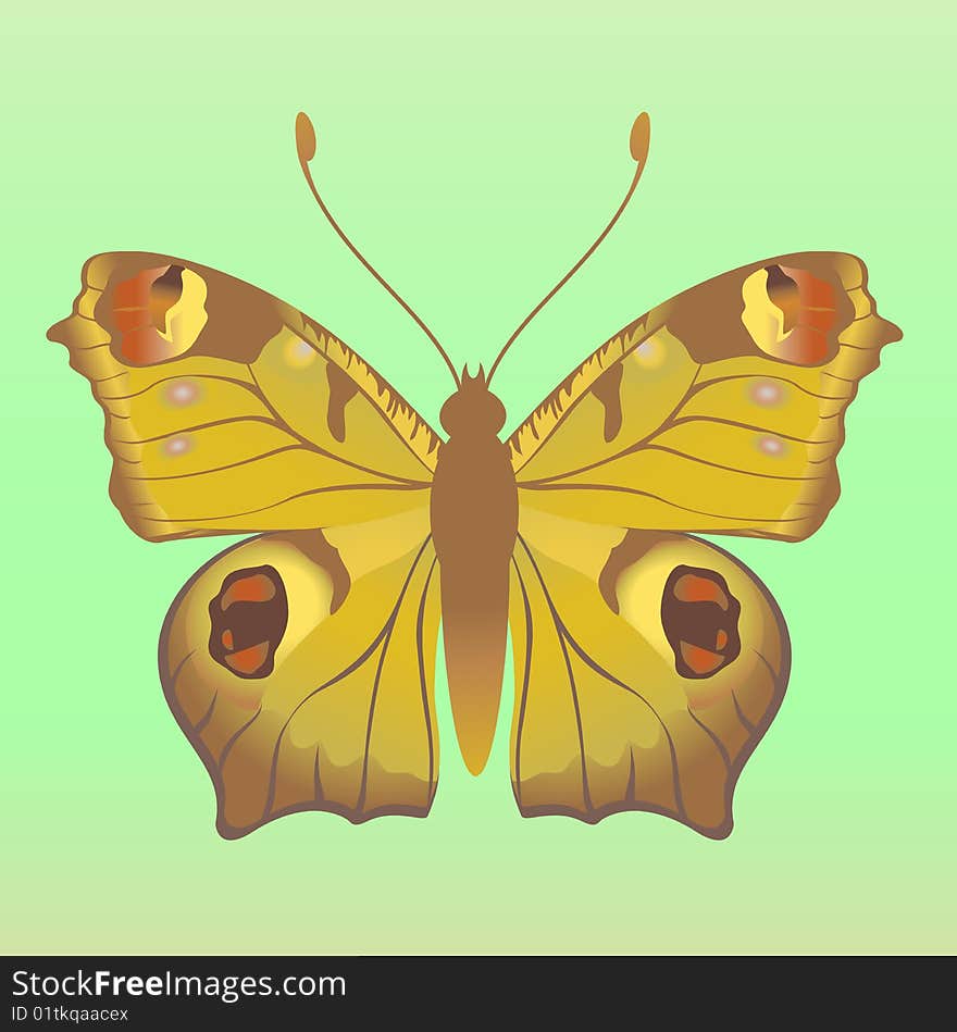 Vector Illustration of detailed Brightly coloured butterfly.