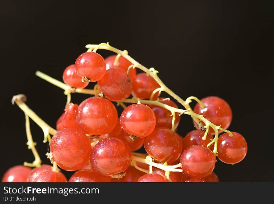 Currant close-up