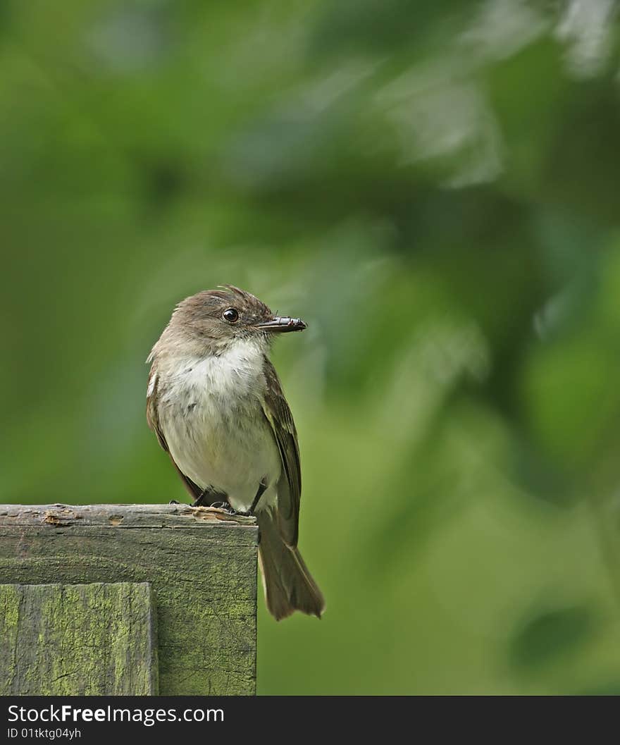 Flycatcher (Empidonax traillii)