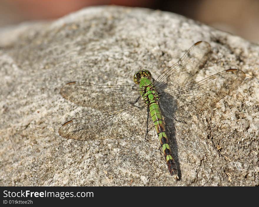 Common pondhawk dragonfly (Erythemis simplicicollis) on a rock