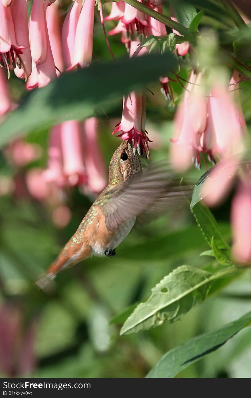 Male Rufous Hummingbird feeding on necter from a pink cape fushcia flower.