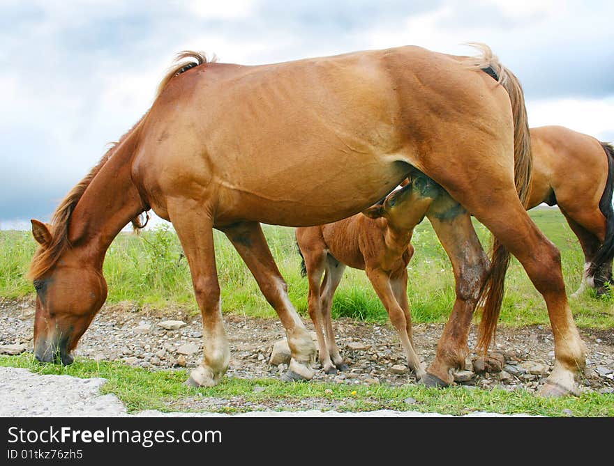 Mare nurses her young foal