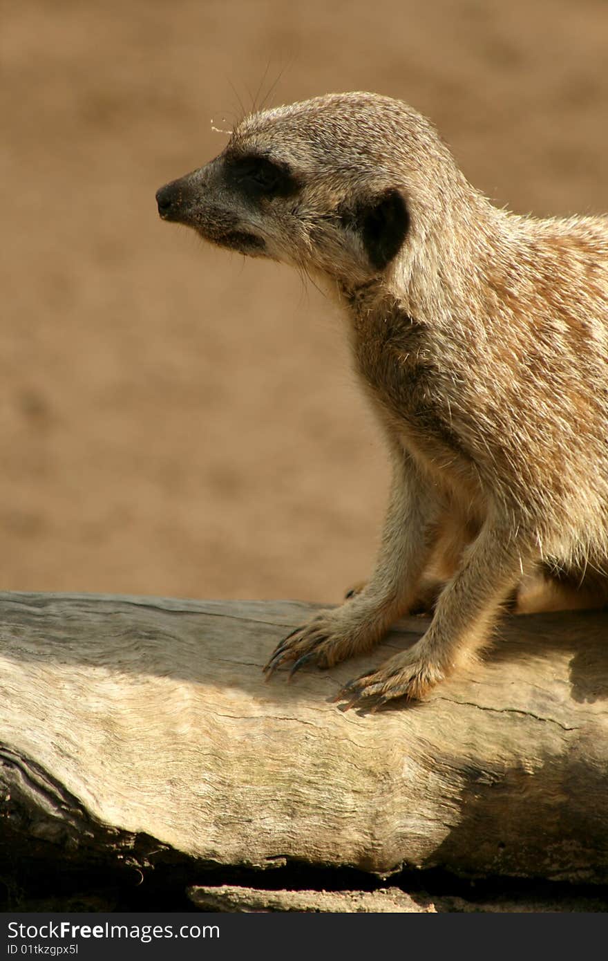 A close up of a meerkat