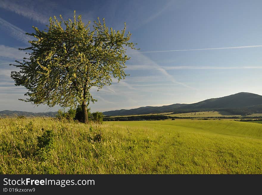 Lonely tree