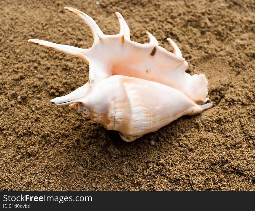 Single shell on a sand.