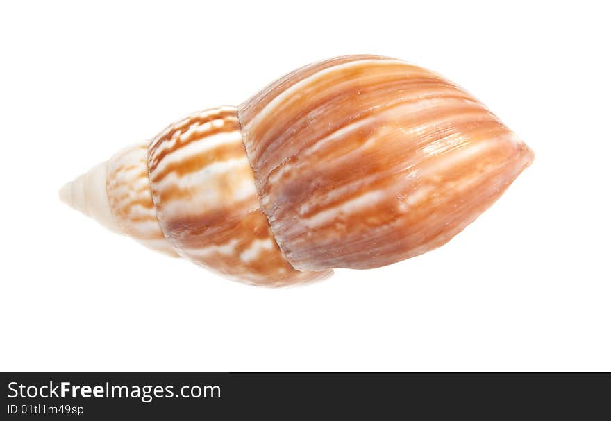 Exotic seashell. Photographed on white background close up. Exotic seashell. Photographed on white background close up.