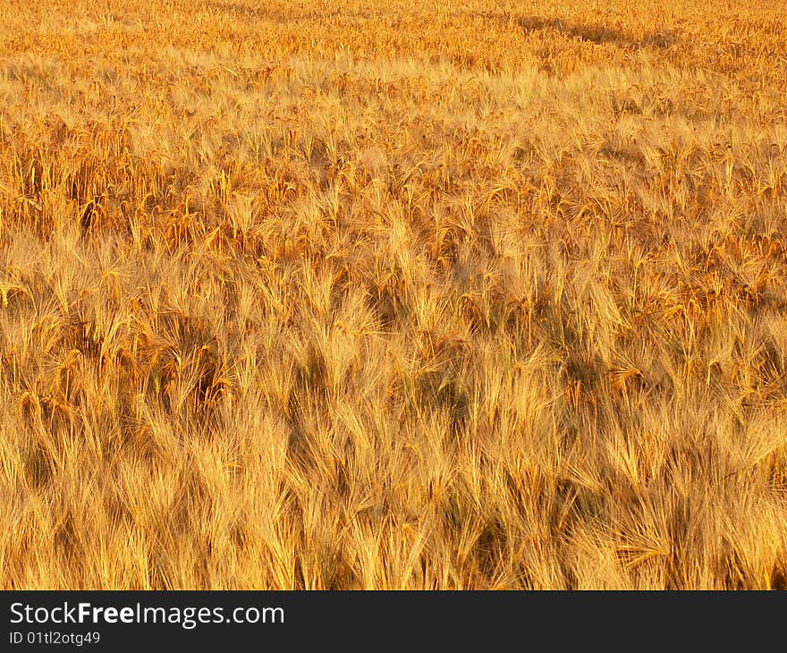 Pictue of the corn field