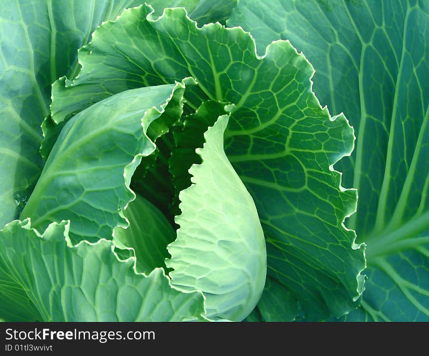 Cabbage growing on the vegetable bed. Cabbage growing on the vegetable bed