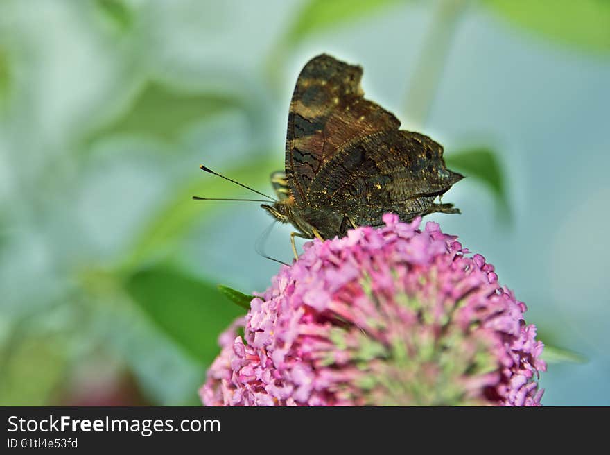 Nature Butterfly on purpel Rose Blossom Summer