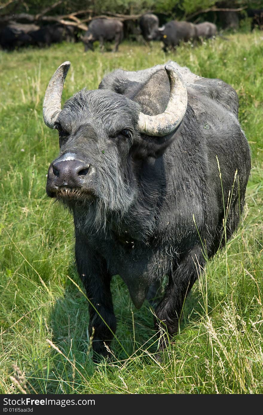 Buffalo on a field in Transylvania (Romania)