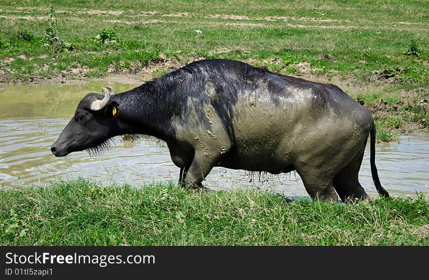 Buffalo in a swamp