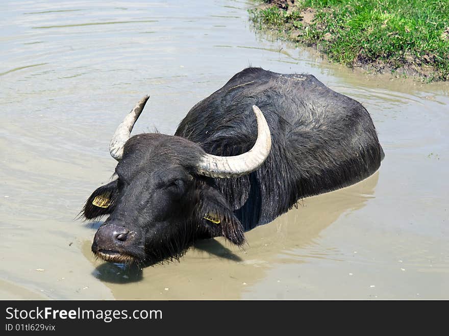 Buffalo in a swamp