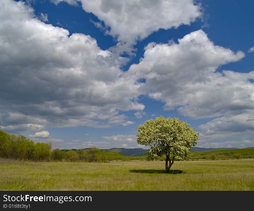 The Solitary flowering tree and cloudy sky