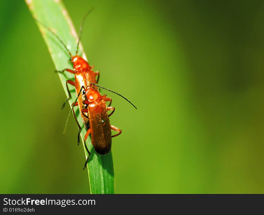 Two cardinal beetles mating on grass