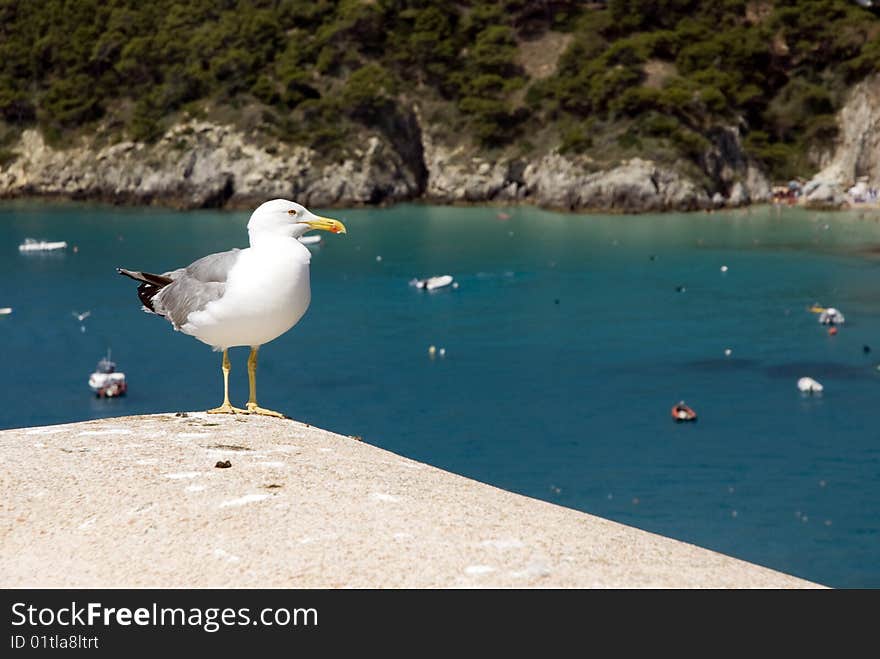 Seagull on a rock against the blue sea