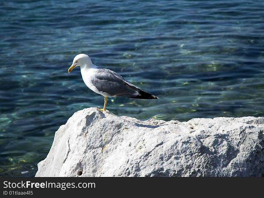 Seagull on a rock against the blue sea