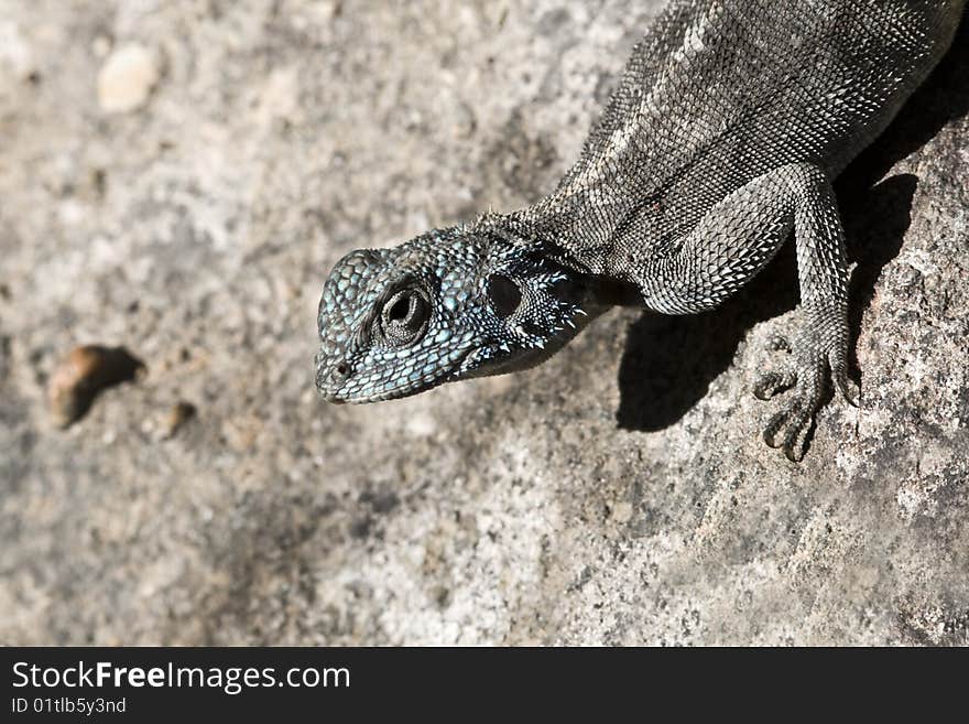 An Agama lizard