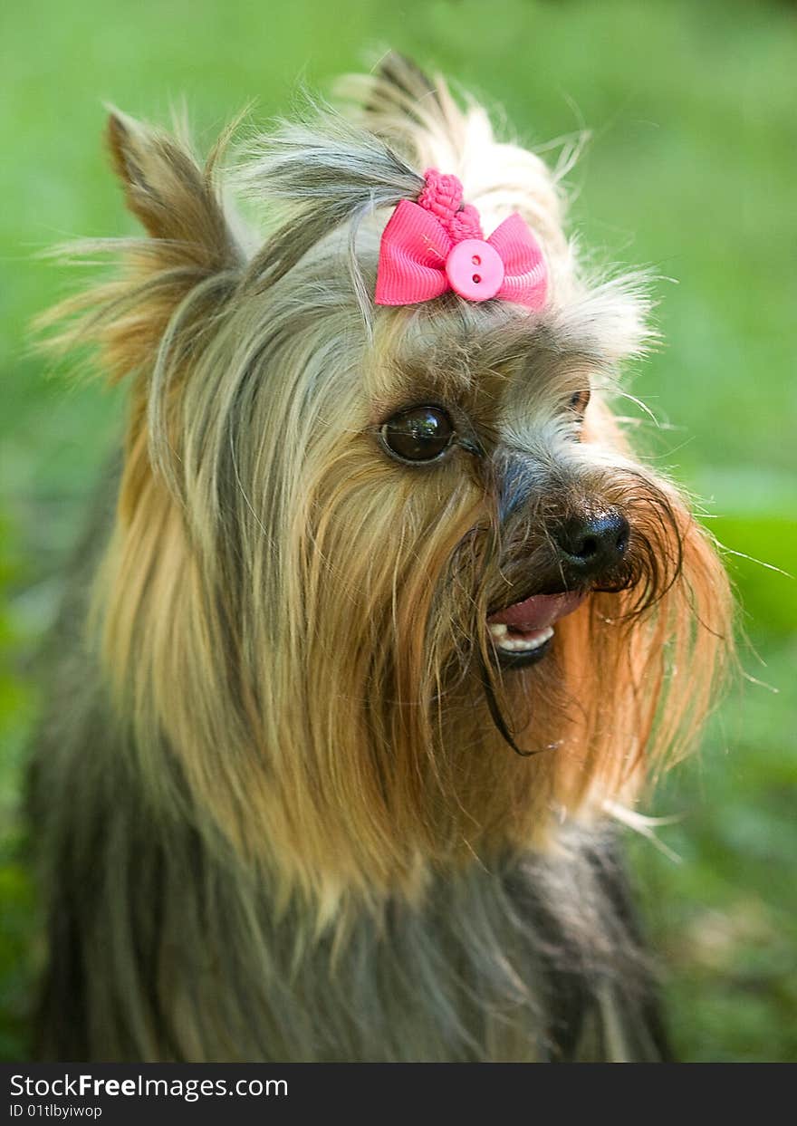 Sitting yorkshire terrier