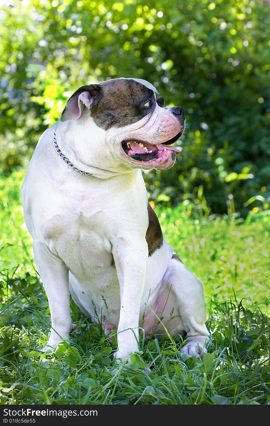 game-breed dog on green grass